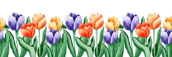 Borda floral sem costura aquarela com tulipas. Imagem De Stock