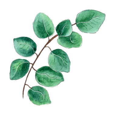 El boyası suluboya okaliptüs yaprakları.