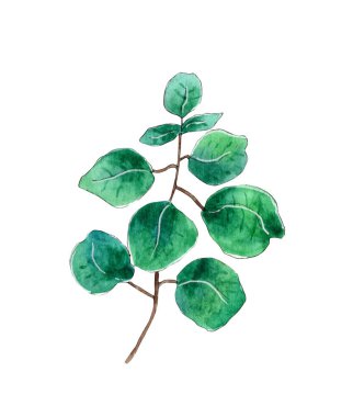 El boyası suluboya okaliptüs yaprakları.