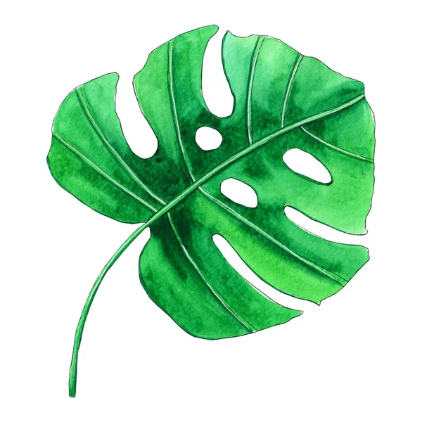 Handgemaltes Aquarell Monstera Blatt. — Stockfoto