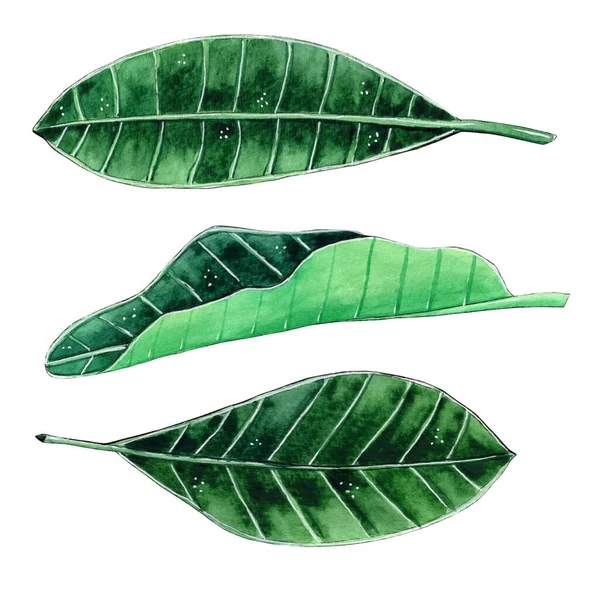 Ręcznie malowane akwarelowe liście tropikalne. — Zdjęcie stockowe