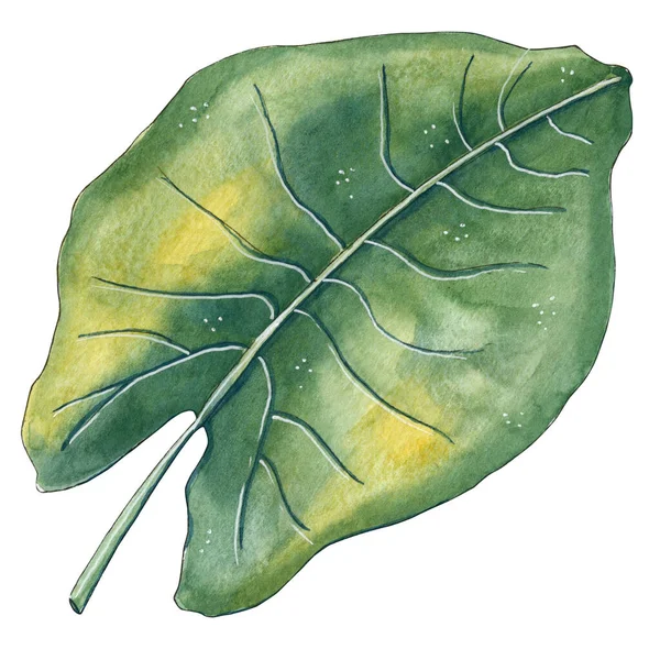 Ręcznie malowany akwarelowy liść tropikalny. — Zdjęcie stockowe
