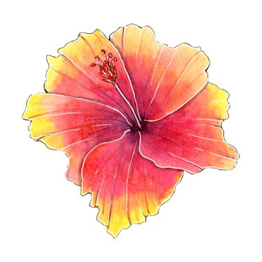 El boyası suluboya amber çiçeği beyaz arka planda izole edilmiş..