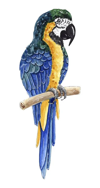 Ręcznie malowane akwarela papuga ilustracja. — Zdjęcie stockowe