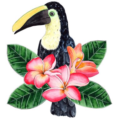 El boyası suluboya Toucan kuşu frangipani çiçekleriyle.