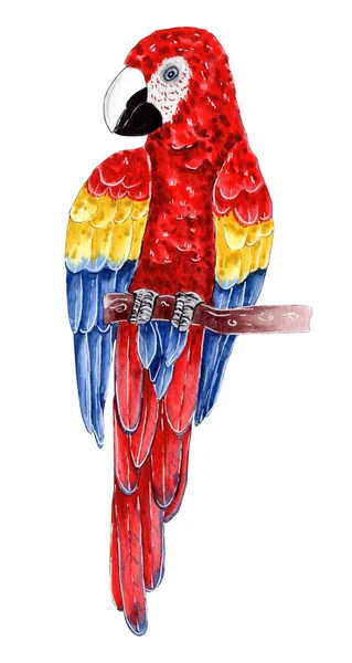 Elle boyanmış suluboya papağan, kuş resimleri.. — Stok fotoğraf