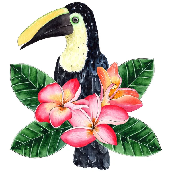 Ręcznie malowane akwarela tukan ptak z kwiatów frangipani. — Zdjęcie stockowe