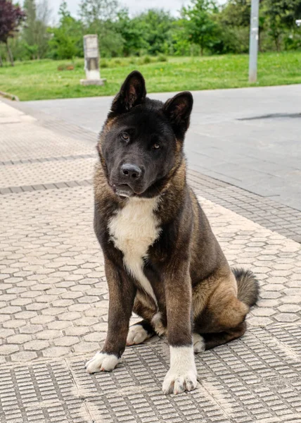 Portrait Sitting American Akita Dog Looking Camera — Stock Photo, Image