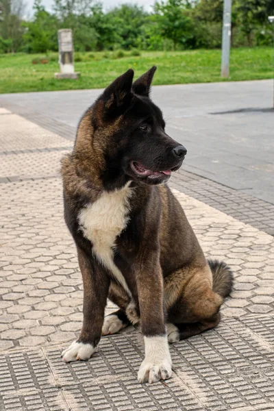 Amerikan Akita köpeğinin portresi profilde oturuyor.