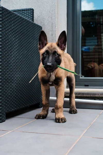 いい子犬ベルギーの羊飼い犬見ますカメラ — ストック写真