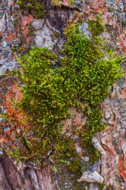 Yosun kaplı ağaç gövdesi. Yosunlu ağaç kabuğu yapısı