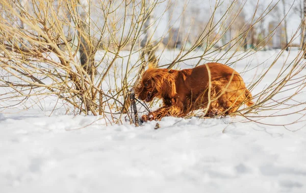 English Cocker Spaniel Standing Snow Ginger Dog Sunny Winter Day — Stock Photo, Image