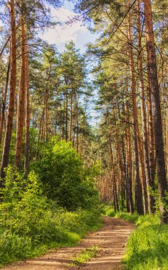 Güneşli yaz gününde kozalaklı orman