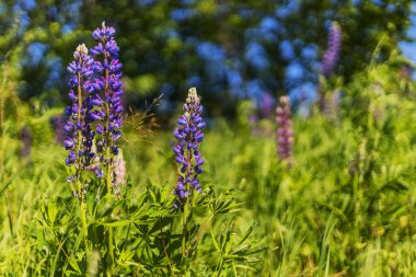 Lavanta sahada. Leylak çiçekleri. Güneşli yaz günü 
