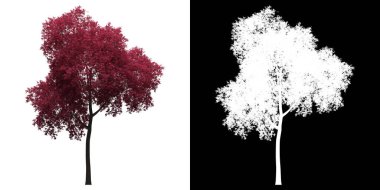 Acer Palmatum Ağacı 'nın önü. PNG 'den alfa kanalına. Birleşim için 3B modelden yapılmıştır.