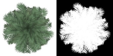 Butia Palm Tree 'nin en üst manzarası. PNG 'den alfa kanalına. Birleşim için 3B modelden yapılmıştır.