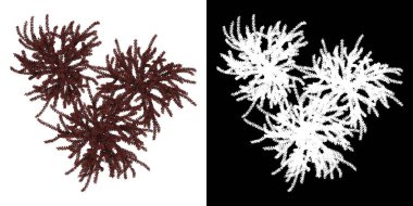 Berberis Thunbergii Ağacı 'nın en üst manzarası. PNG 'den alfa kanalına. Birleşim için 3B modelden yapılmıştır.
