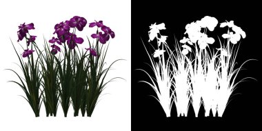 Iris Ensata Ağacı 'nın önü. PNG 'den alfa kanalına. Birleşiklik ve ticari kullanım için üç boyutlu modelden yapılmıştır..