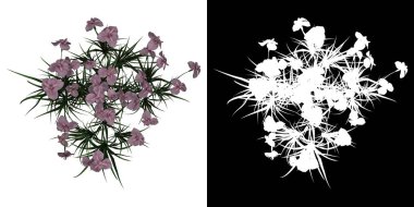 Iris Ensata Ağacı 'nın üst manzarası. PNG 'den alfa kanalına. Birleşiklik ve ticari kullanım için üç boyutlu modelden yapılmıştır..