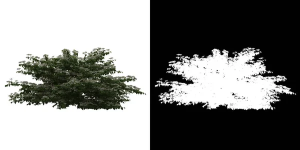 Linke Ansicht Von Viburnum Plicatum Tree Png Mit Alphakanal Zum — Stockfoto