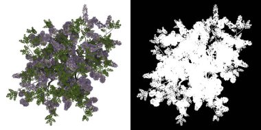 Wisteria Florubunda Ağacı 'nın en üst manzarası. PNG 'den alfa kanalına. Birleşiklik ve ticari kullanım için üç boyutlu modelden yapılmıştır..