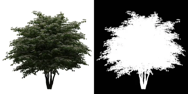 Frontansicht Des Viburnum Plicatum Tree Png Mit Alphakanal Zum Ausschneiden — Stockfoto