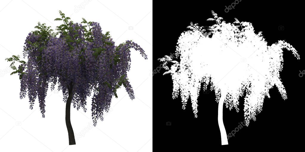 Left view of Wisteria Florubunda Tree. PNG with alpha channel to cutout. Made from 3D model for compositing and commercial use.