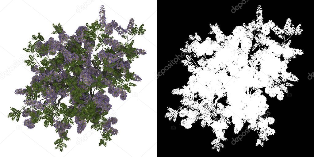 Top view of Wisteria Florubunda Tree. PNG with alpha channel to cutout. Made from 3D model for compositing and commercial use.