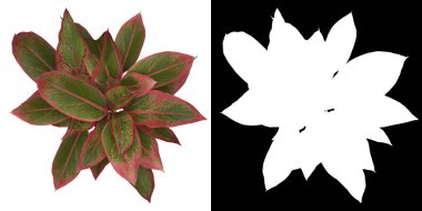 Ağacın üst görünümü (Aglaonema Girit) png ile alfa kanalı ile 3B görüntüleme