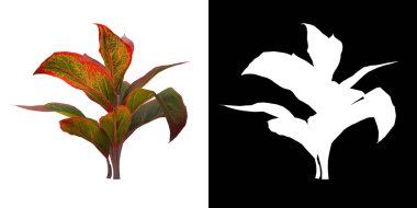 Ağacın sol görünümü (Aglaonema Girit) png ile alfa kanalı ile 3B görüntüleme