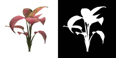 Ağacın sol görünümü (Aglaonema Şanslı Kırmızı) png ile alfa kanalı ile 3D görüntüleme