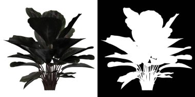 Ağacın ön görünümü (Calathea Roseopicta) png ve alfa kanalı 3D görüntüleme