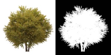 Ağacın ön görünümü (Chamaecyparis Pisifera Sungold) png ile alfa kanalı ile 3D görüntüleme
