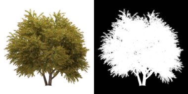 Ağacın ön görünümü (Chamaecyparis Pisifera Sungold) png ile alfa kanalı ile 3D görüntüleme
