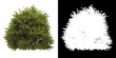 Ağacın ön görünümü (Chamaecyparis Pisifera Sungold) png ile alfa kanalı ile 3D görüntüleme