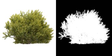 Ağacın ön görünümü (Chamaecyparis Pisifera Sungold) png ile alfa kanalı ile 3D görüntüleme