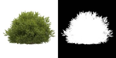 Ağacın ön görünümü (Chamaecyparis Pisifera Sungold) png ile alfa kanalı ile 3D görüntüleme