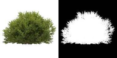 Ağacın sol görünümü (Chamaecyparis Pisifera Sungold) png ile alfa kanalı ile 3D görüntüleme