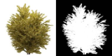 Ağacın sol görünümü (Chamaecyparis Pisifera Sungold) png ile alfa kanalı ile 3D görüntüleme