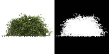 Ağacın ön görünümü (Filifera Aureai) png ile alfa kanalı ile 3D görüntüleme