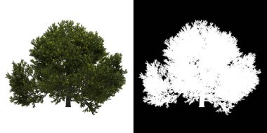 Ağacın sol görünümü (Juniperus Occidentalis Rheingold) png ve alfa kanalı 3D görüntüleme