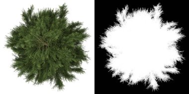 Ağacın üst görünümü (Platycladus Orientalis) png with alfa channel to cut 3D rendering