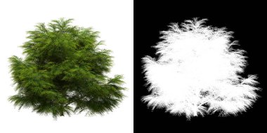 Ağacın ön görünümü (Sabina Chinensis) png ile alfa kanalı ile 3D görüntüleme