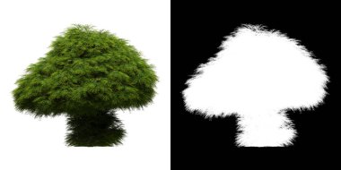 Ağacın ön görünümü (Sabina Chinensis) png ile alfa kanalı ile 3D görüntüleme