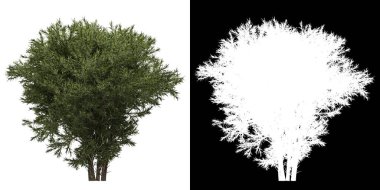 Ağacın ön görünümü (Sabina Pingii) png ile alfa kanalı ile kesme 3D görüntüleme