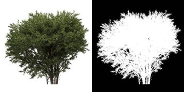 Ağacın sol görünümü (Sabina Pingii) png ile alfa kanalı ile kesme 3D görüntüleme