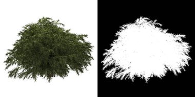 Ağacın sol görünümü (Sabina Pingii) png ile alfa kanalı ile kesme 3D görüntüleme