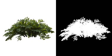 Ağacın sol görünümü (Selaginella Tamariscina) png ile alfa kanalı ile 3D görüntüleme