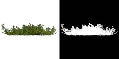 Ağacın ön görünümü (Selaginella Tamariscina) png ile alfa kanalı ile 3D görüntüleme