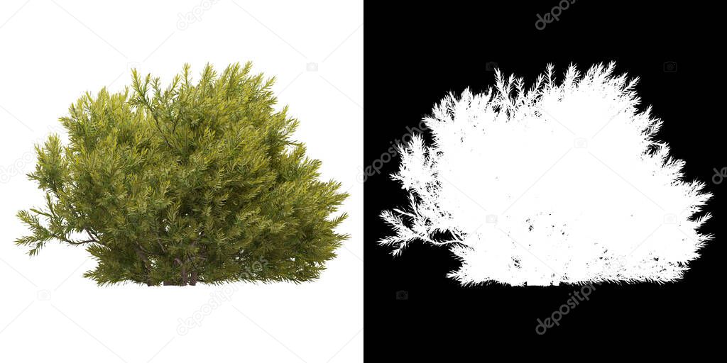 Front view of tree (Chamaecyparis Pisifera Sungold) png with alpha channel to cutout 3D rendering